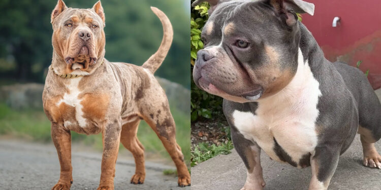 American Bully